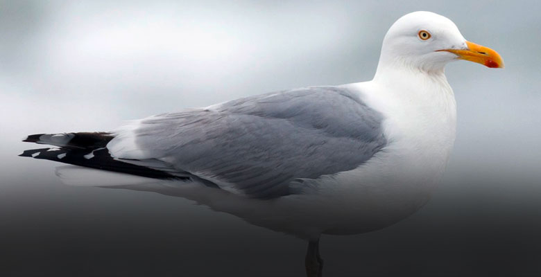 Les oiseaux marins