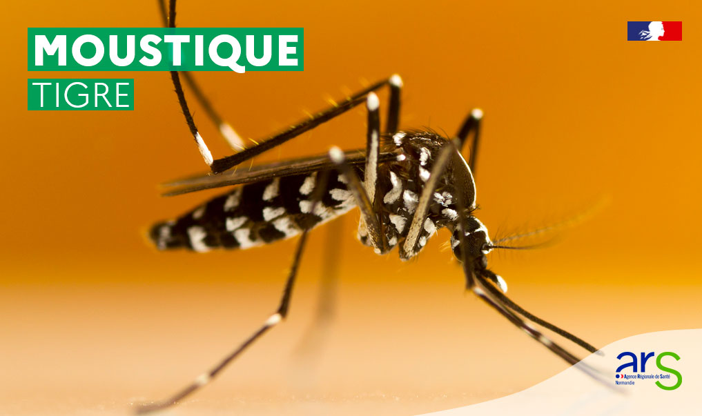 Comment se protéger du moustique tigre ?